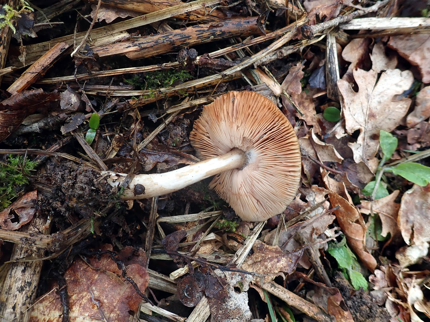 Photo by Penny Cullington Pluteus cervinus by Penny Cullington